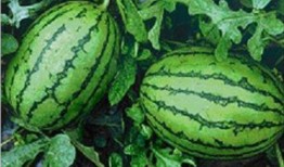 潮汕网红吃瓜事件,揭秘网络舆论背后的真相与争议